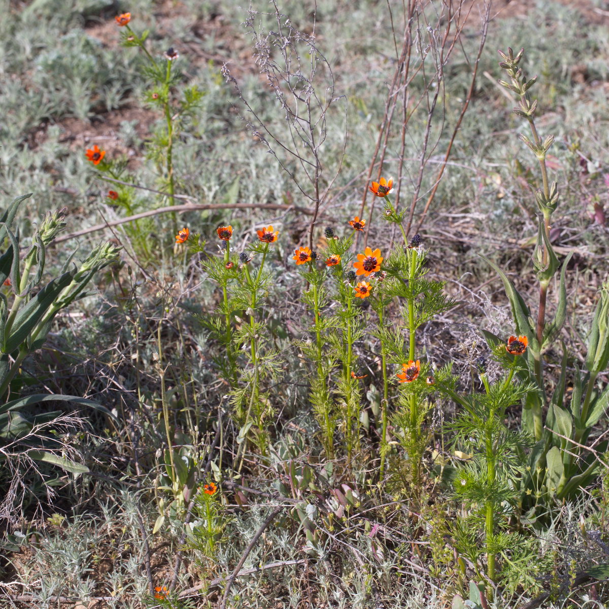 Image of Adonis parviflora specimen.