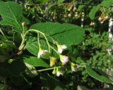 Cotoneaster messerschmidtii