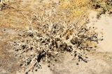Cousinia microcarpa