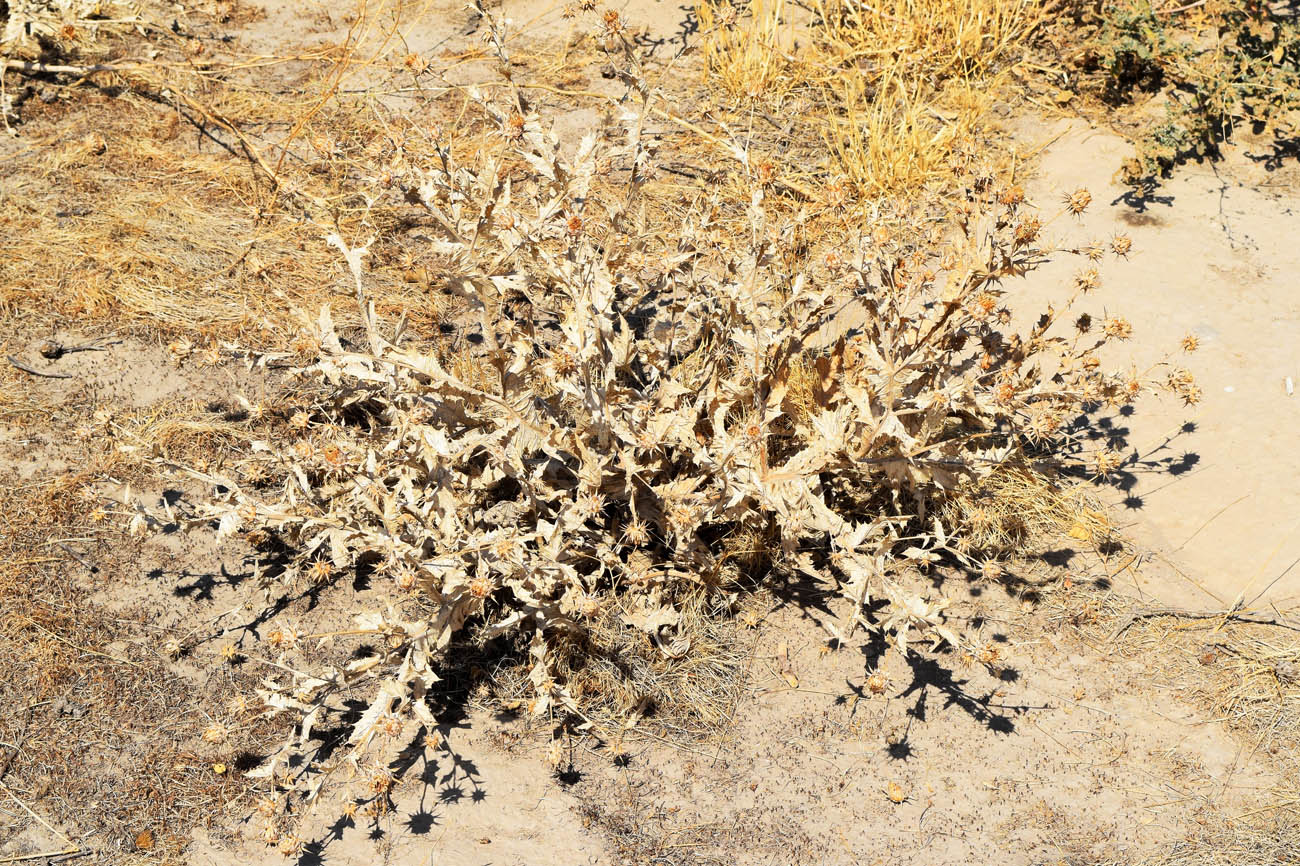 Image of Cousinia microcarpa specimen.