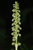 Pseudorchis albida