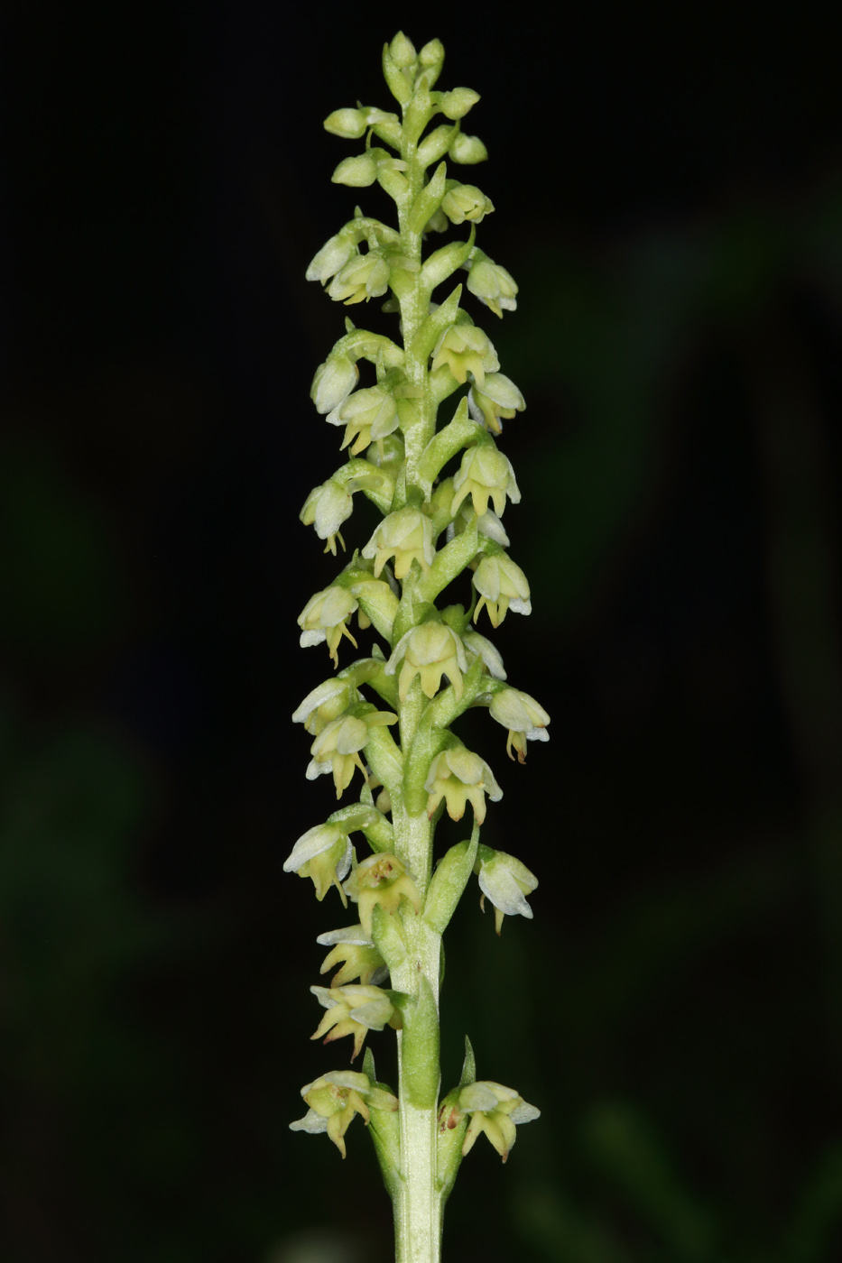 Изображение особи Pseudorchis albida.