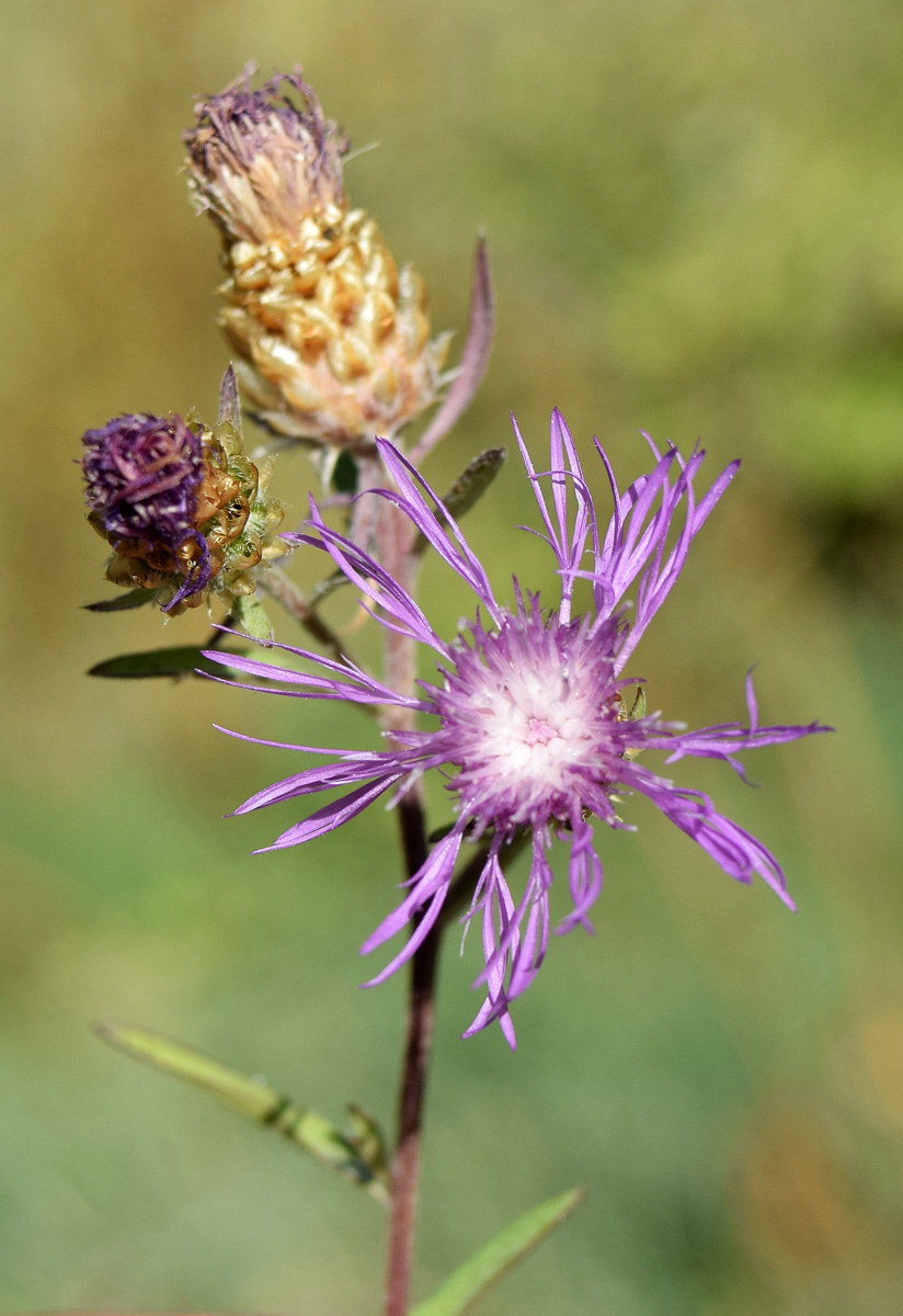 Изображение особи Centaurea jacea.