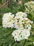 Sambucus ebulus