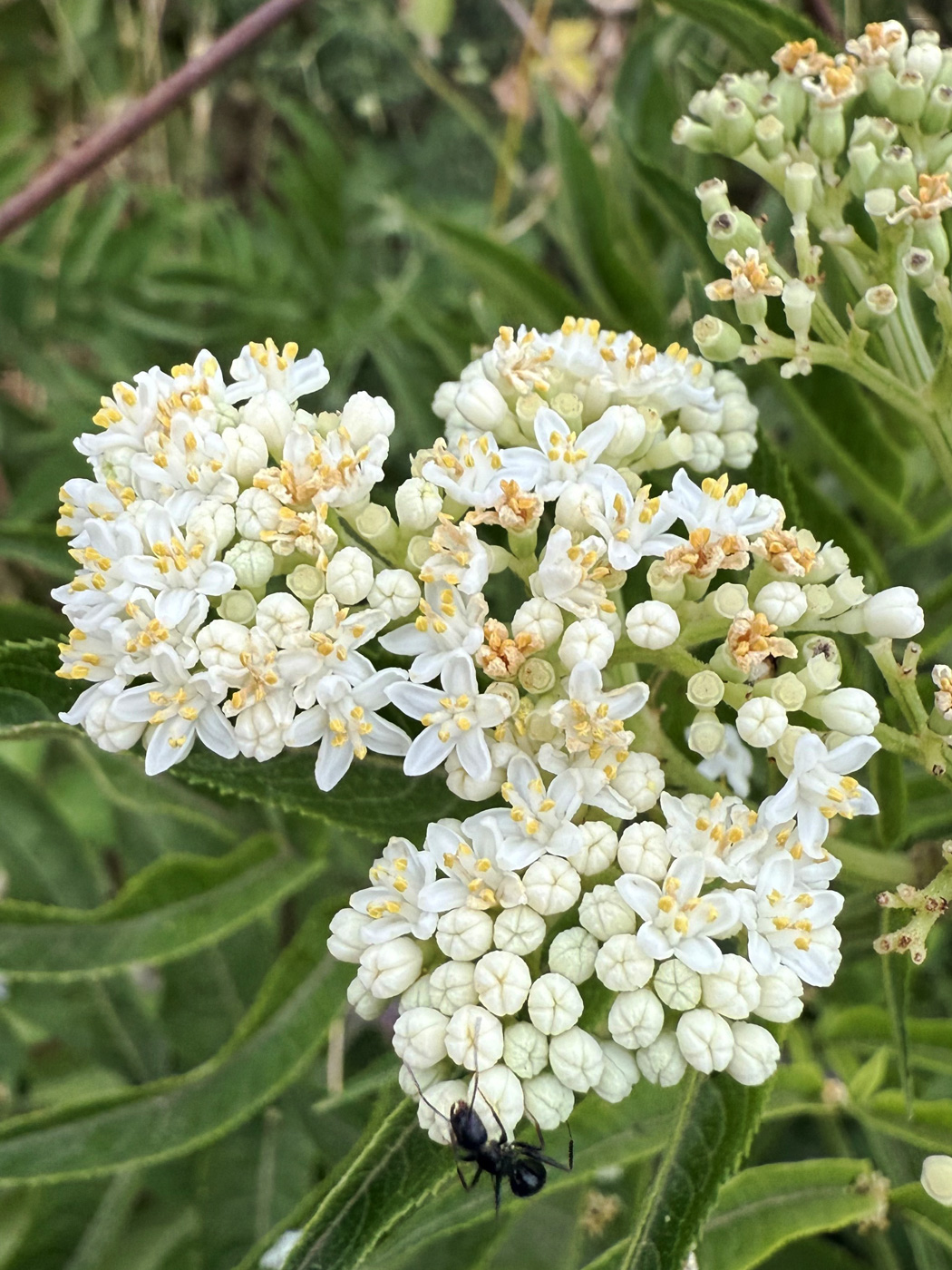 Изображение особи Sambucus ebulus.