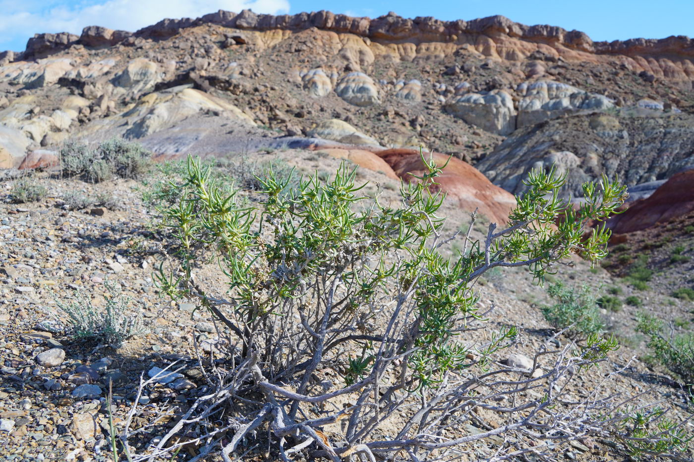 Image of familia Chenopodiaceae specimen.