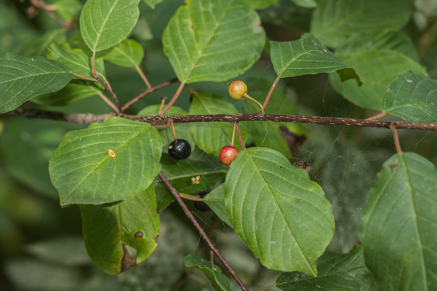 Изображение особи Frangula alnus.
