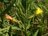 Oenothera depressa