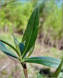 Salix × mollissima. Лист. Чувашия, окр. г. Шумерля, пойма р. Сура, Паланские пески. 12 мая 2010 г.