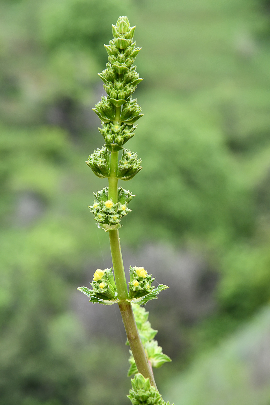 Image of Phlomoides hissarica specimen.