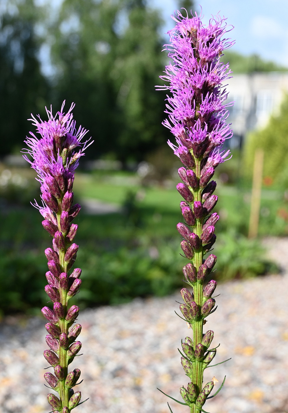 Изображение особи Liatris spicata.