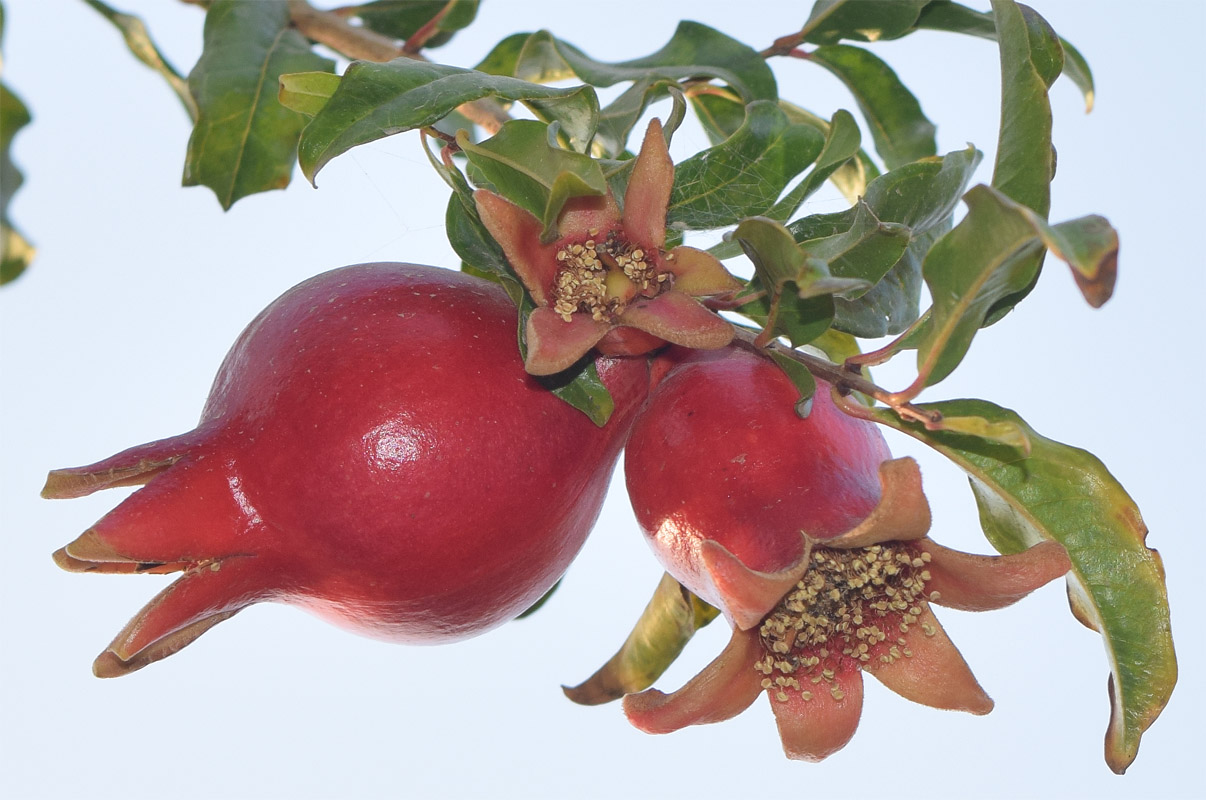 Изображение особи Punica granatum.