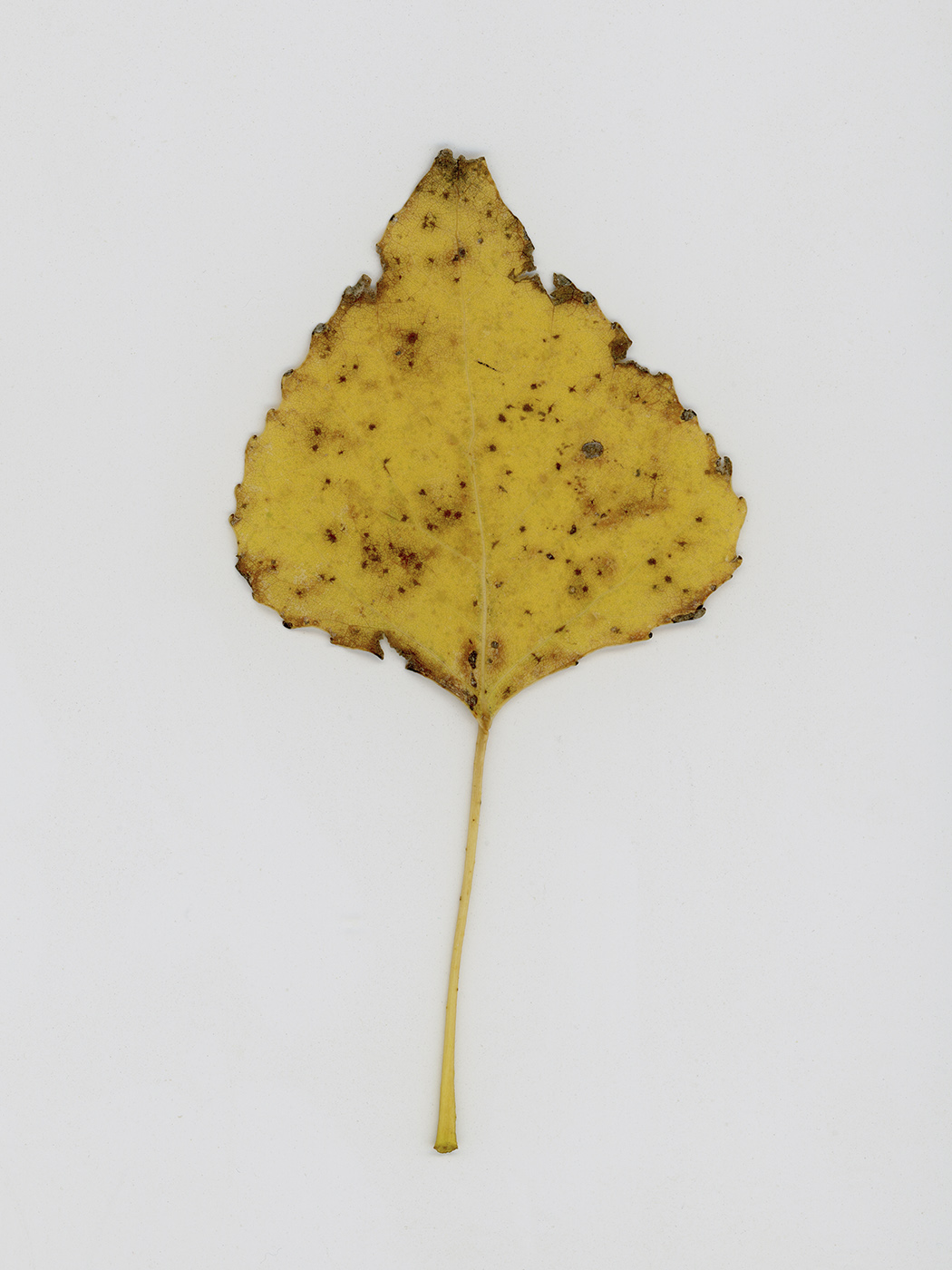 Изображение особи род Populus.