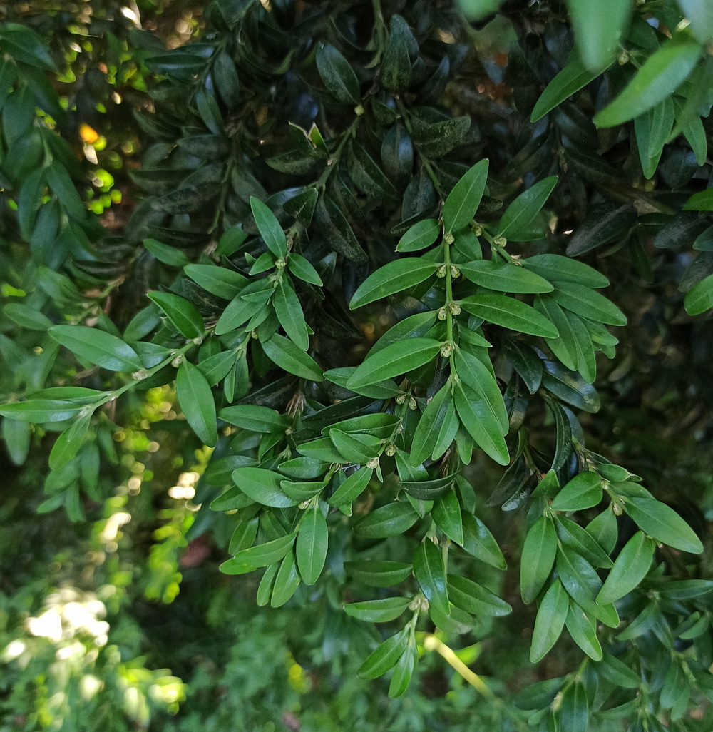Изображение особи Buxus colchica.