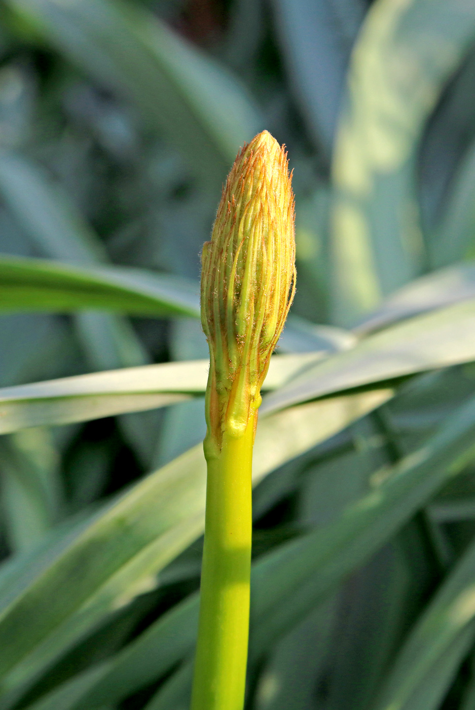 Изображение особи Eremurus spectabilis.