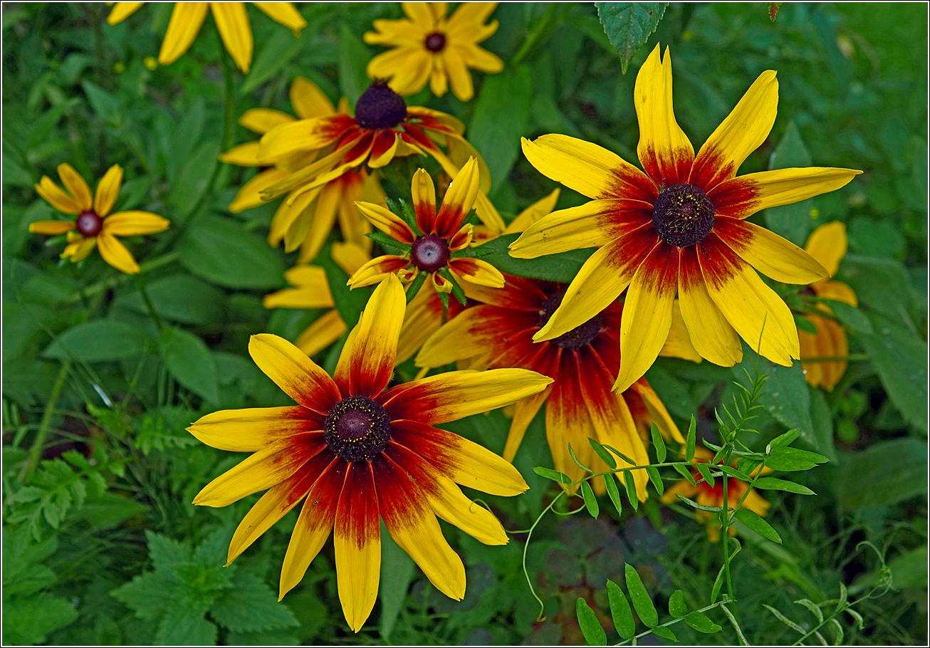 Изображение особи Rudbeckia hirta.
