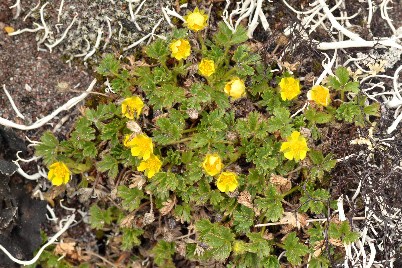 Image of Potentilla elegans specimen.