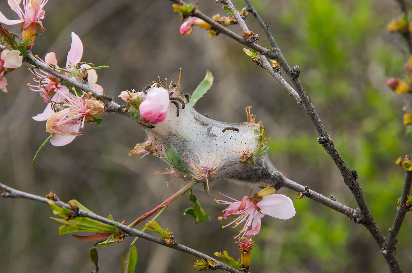 Image of Amygdalus nana specimen.
