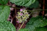 Rubus mesogaeus. Отцветающее соцветие. Китай, пров. Шэньси, национальный парк \"Хуашань\", ≈ 2000 м н.у.м., опушка смешанного леса, у подножия скалы. 02.06.2025.