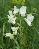 Lathyrus pallescens. Соцветие с цветками и завязями. Ульяновская обл., Мелекесский р-н, окр пос. Вишенка, Медвежий овраг, луг на дне балки. 06.06.2024.