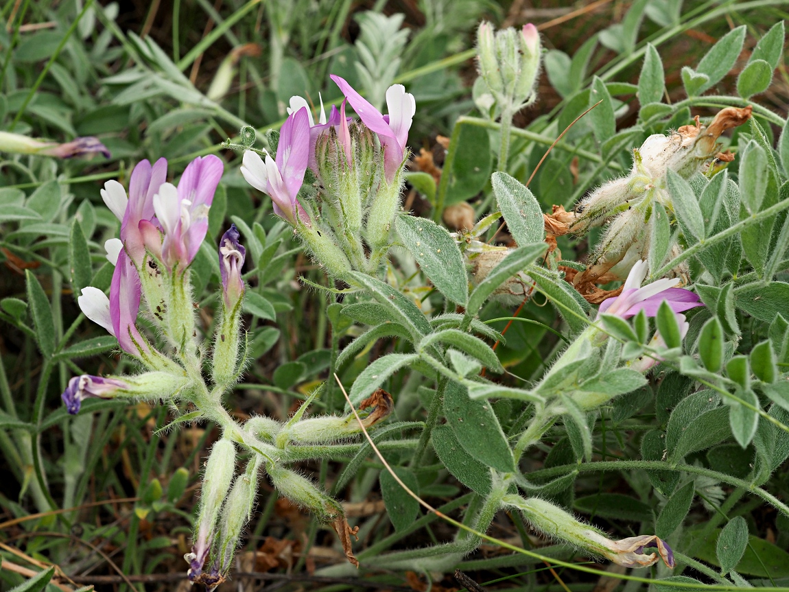 Изображение особи Astragalus sareptanus.