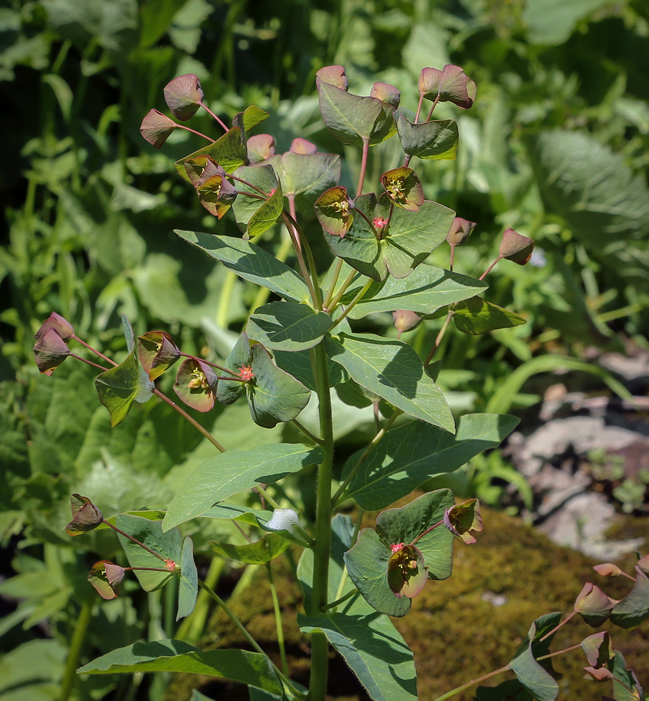 Image of Euphorbia oblongifolia specimen.
