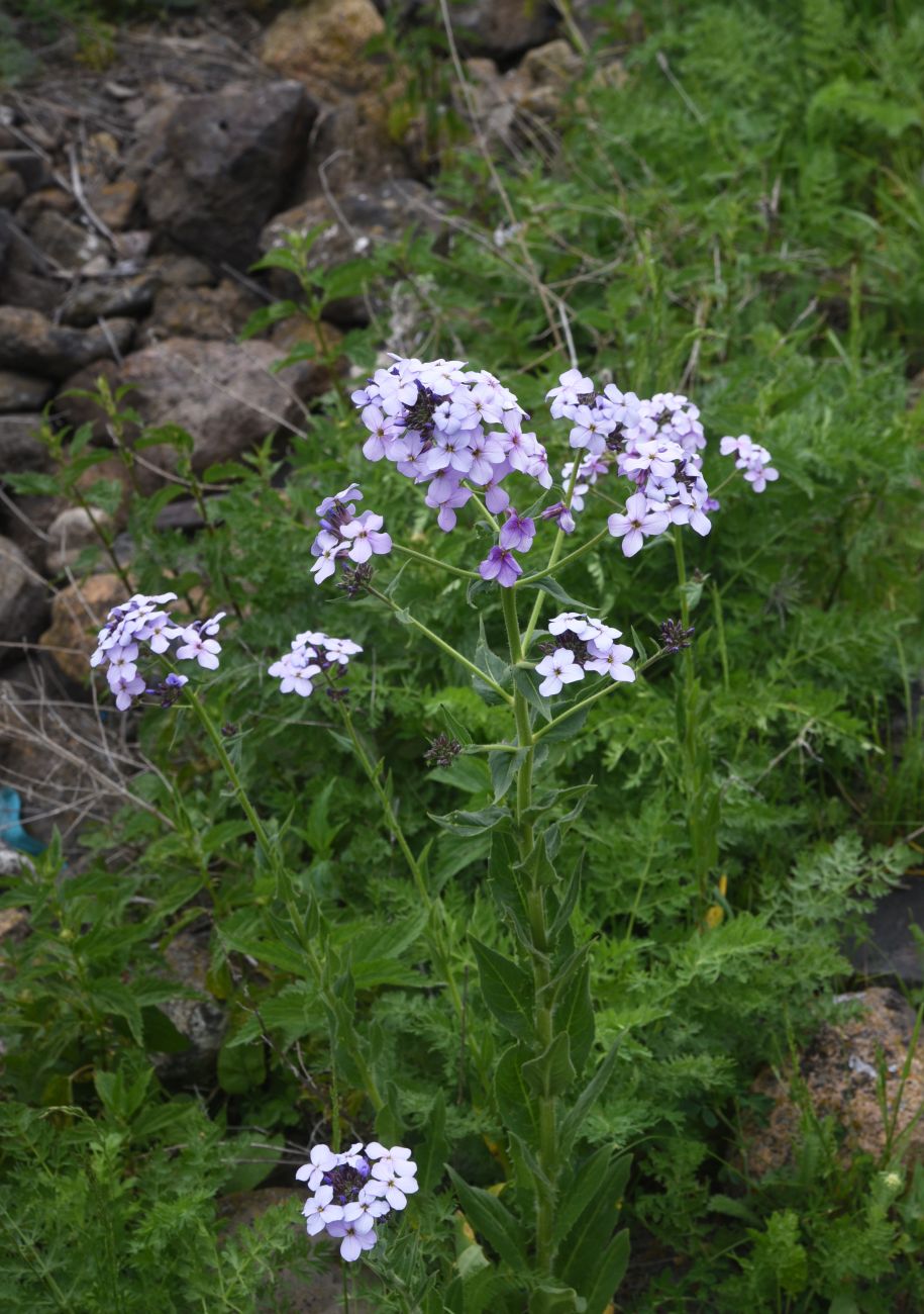Image of Hesperis matronalis specimen.