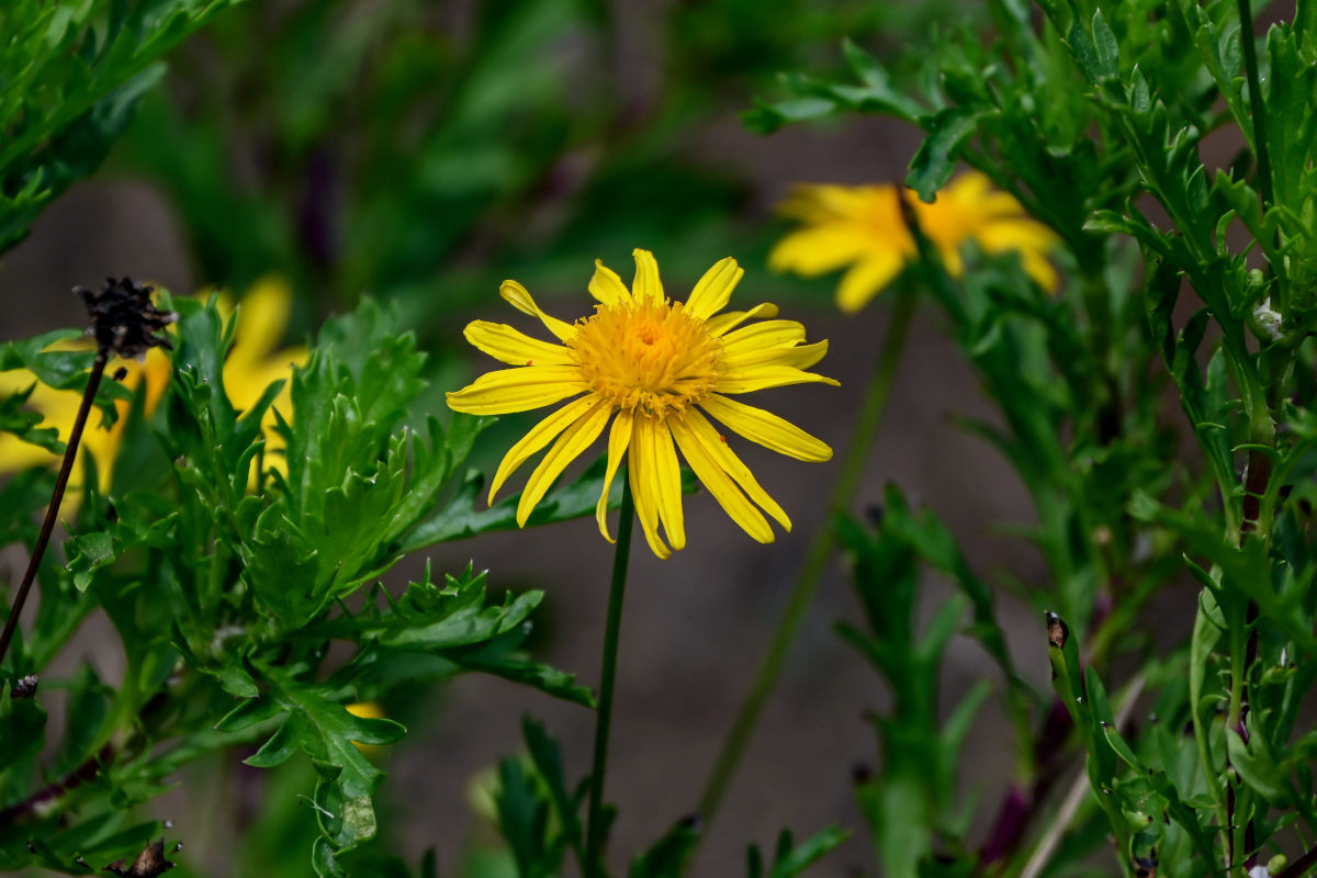 Image of Euryops pectinatus specimen.
