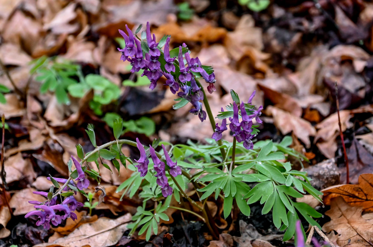Image of Corydalis solida specimen.