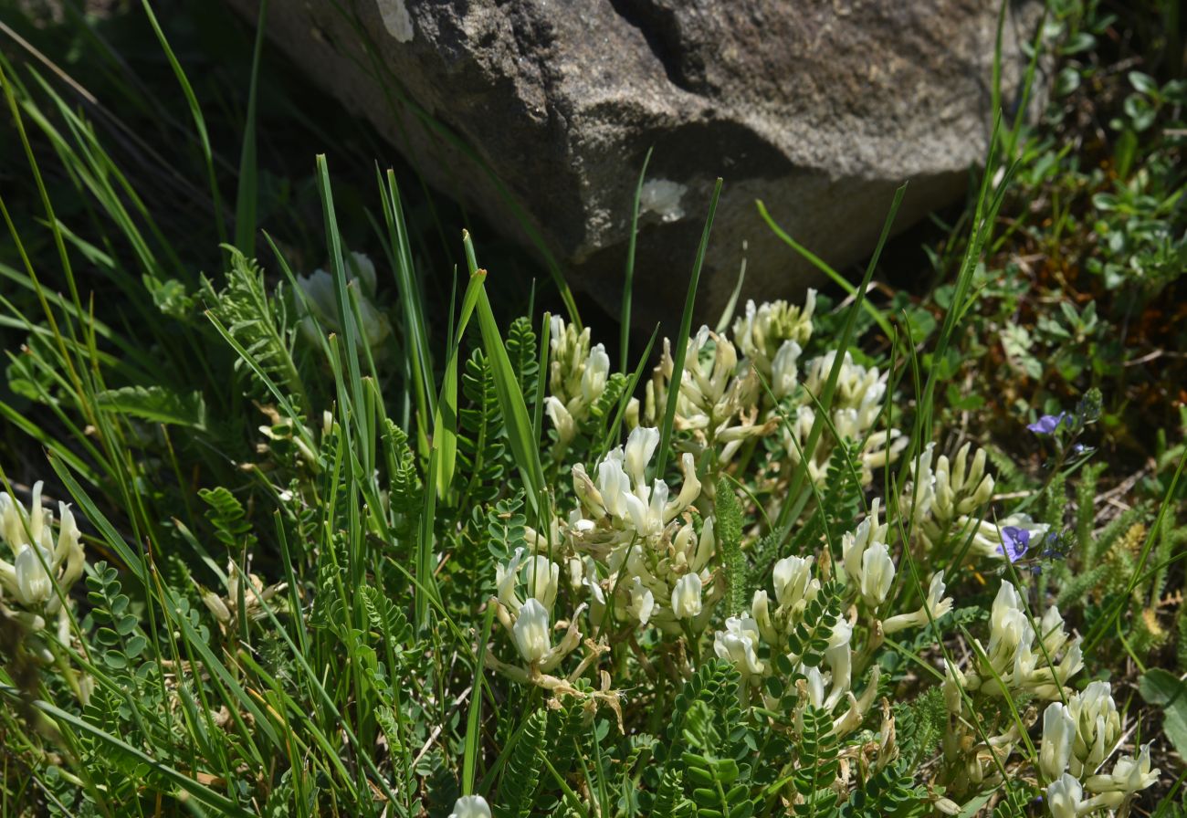 Изображение особи Неопознанный вид.