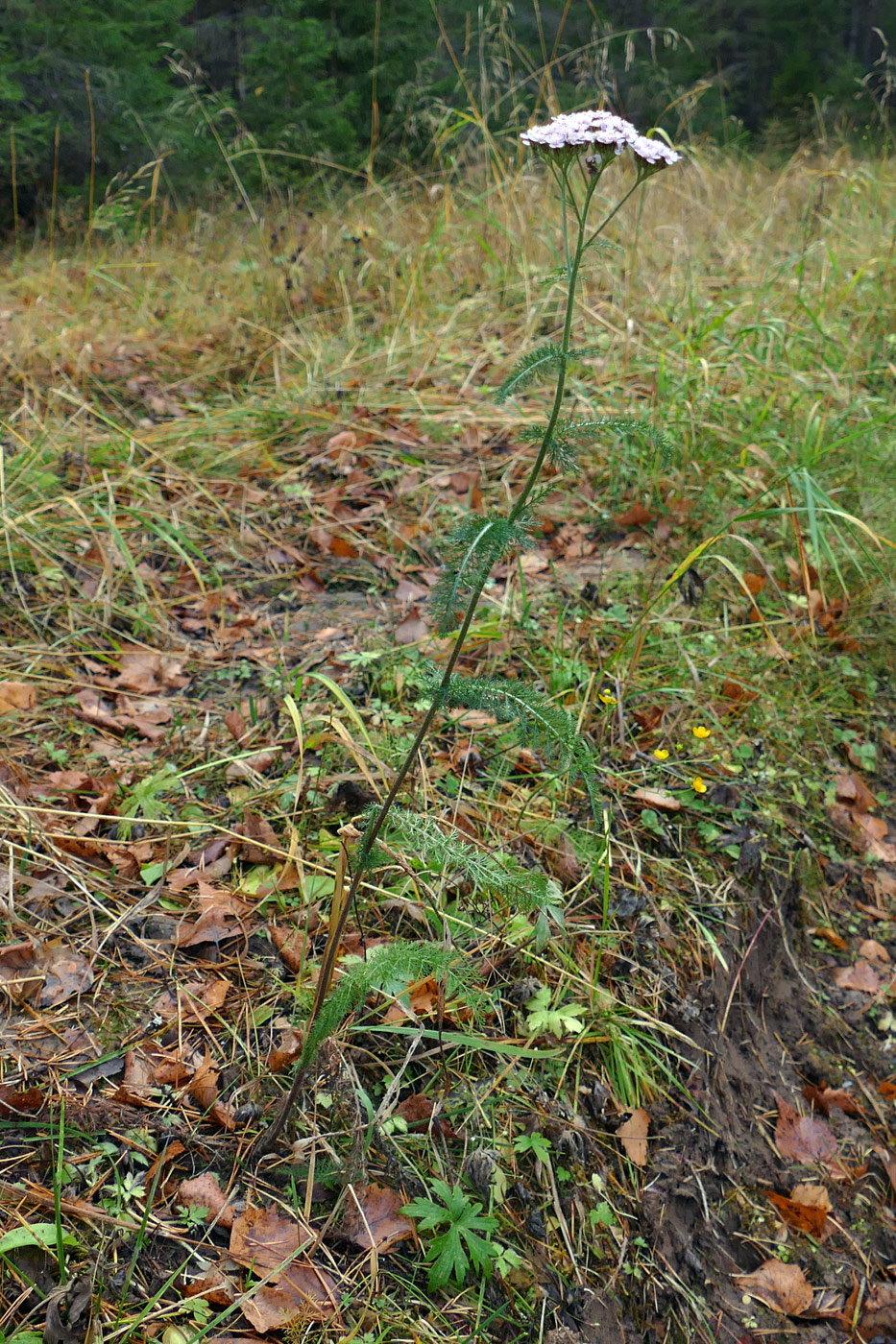 Image of Achillea nigrescens specimen.