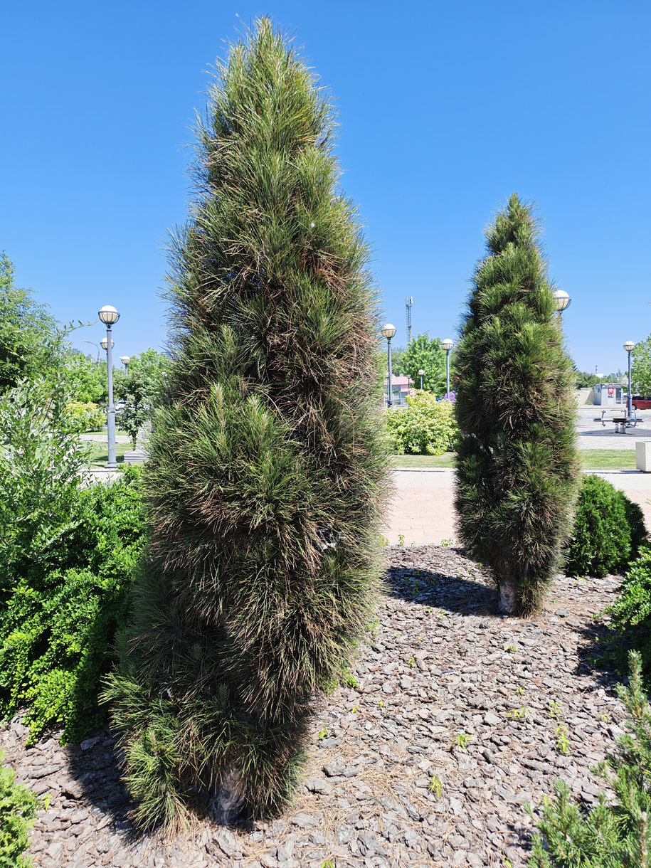 Изображение особи род Pinus.