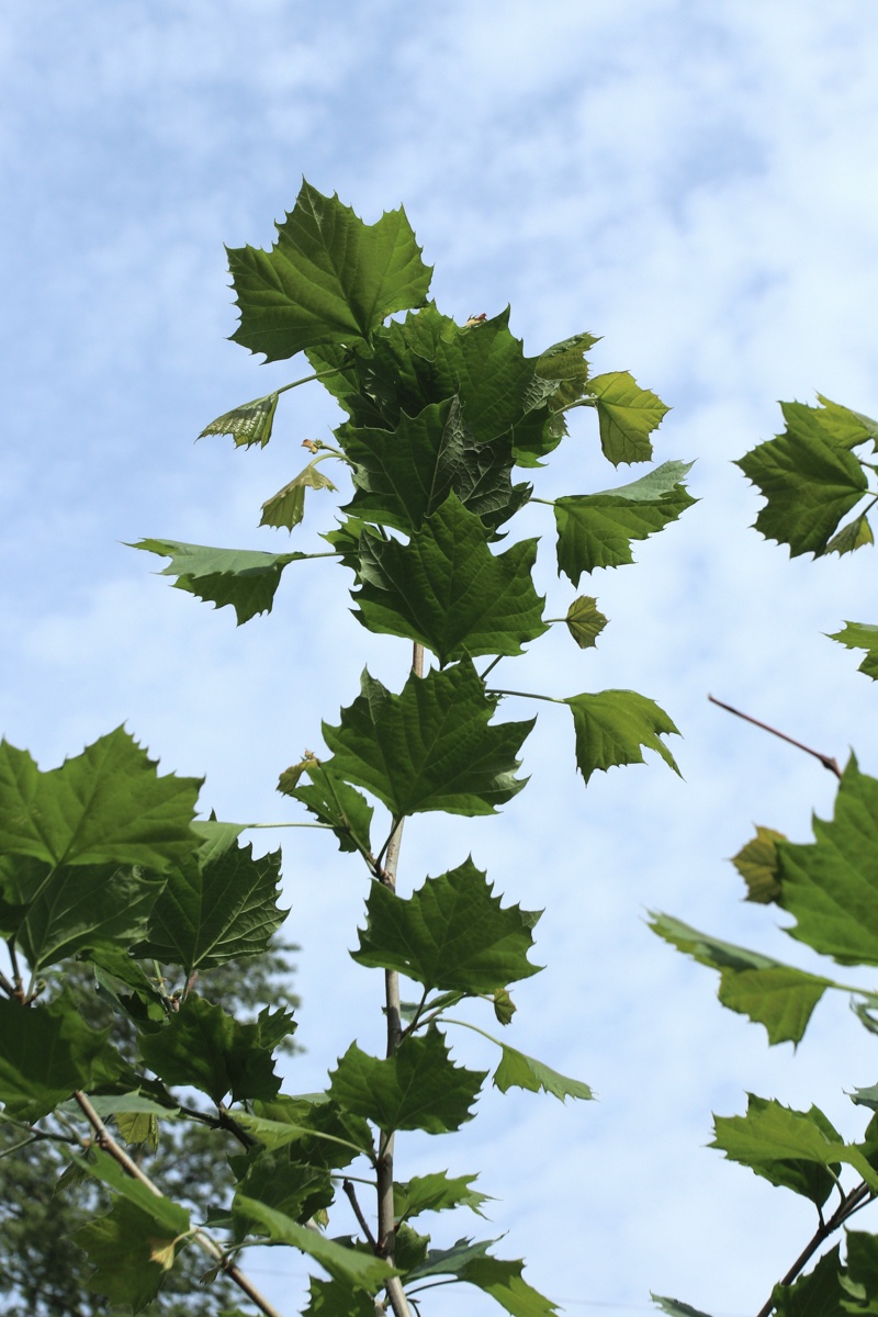 Изображение особи Platanus occidentalis.