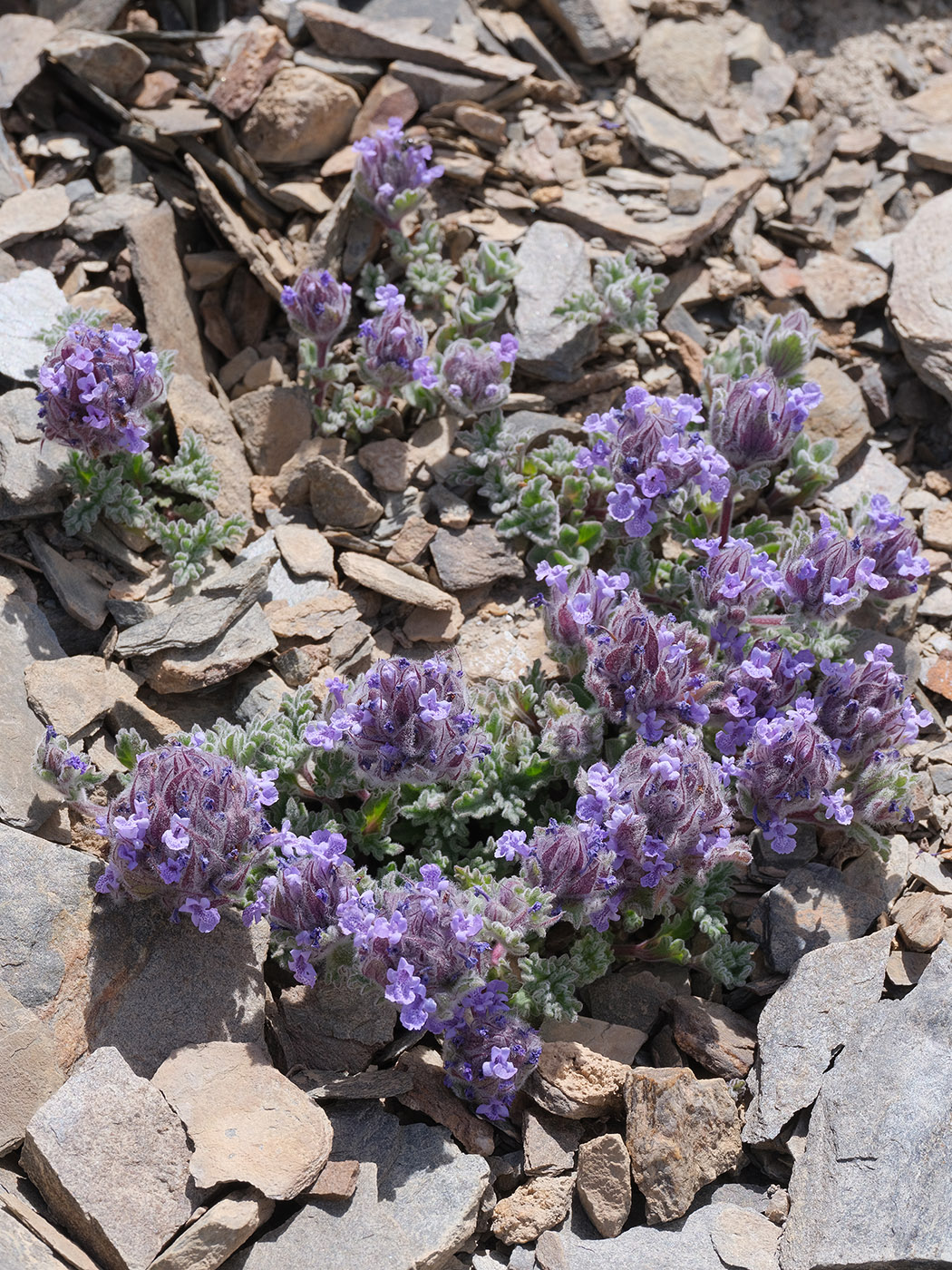 Image of Nepeta longibracteata specimen.