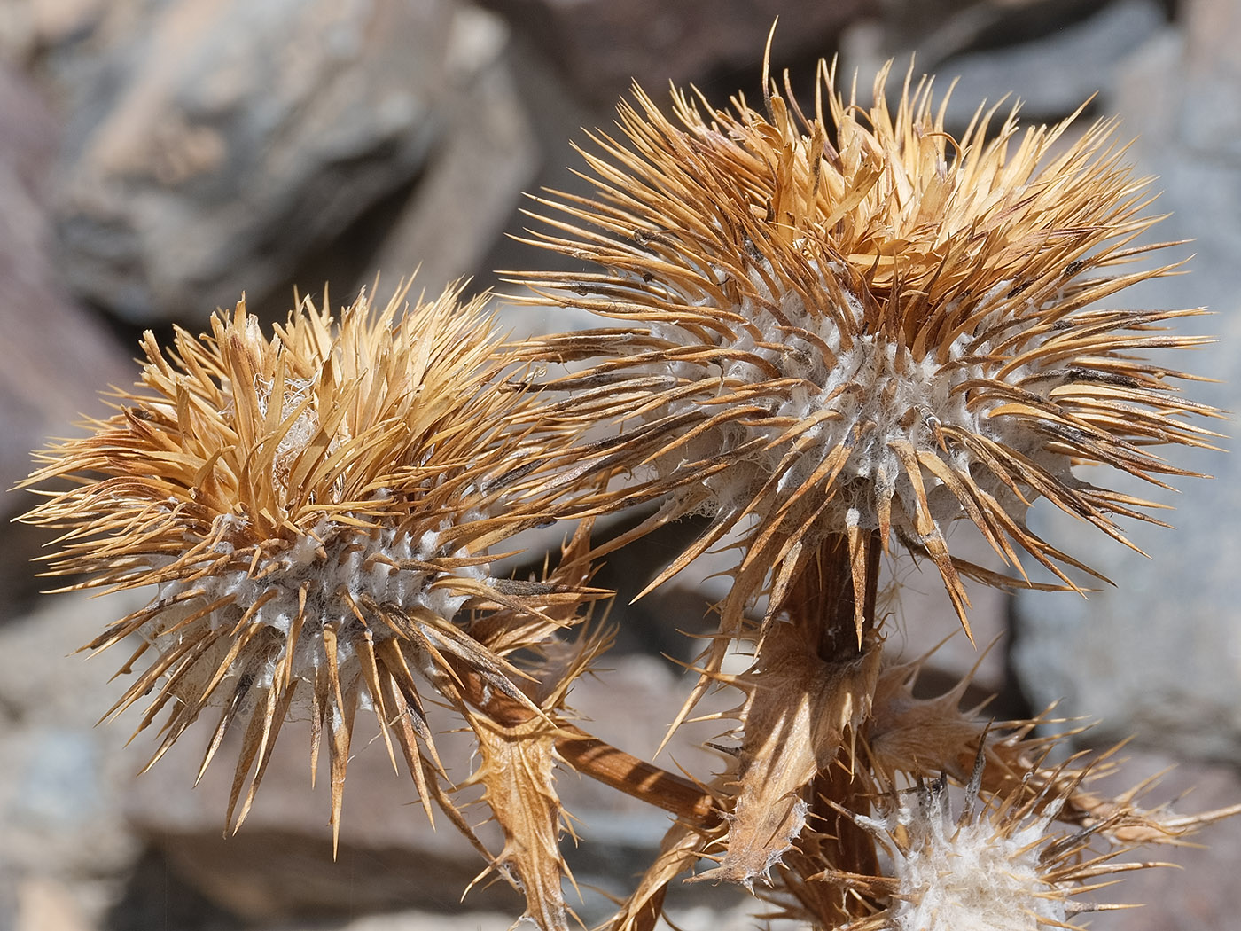 Image of Olgaea nivea specimen.
