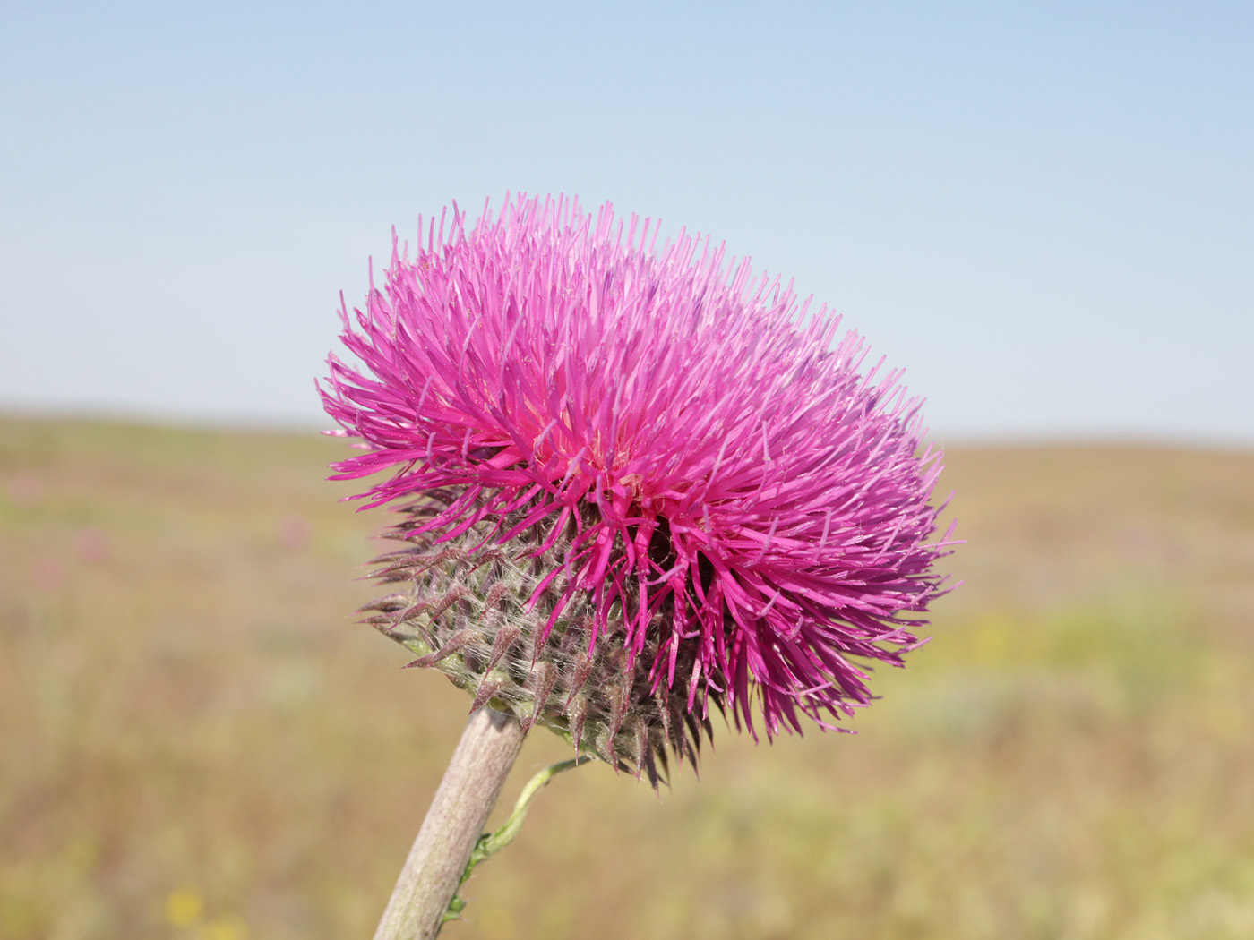 Изображение особи Carduus uncinatus.