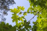 Acer platanoides. Часть ветви. Беларусь, Брестская обл., Каменецкий р-н, окр. дер. Бобинка, сосново-лиственный лес. 30.06.2026.