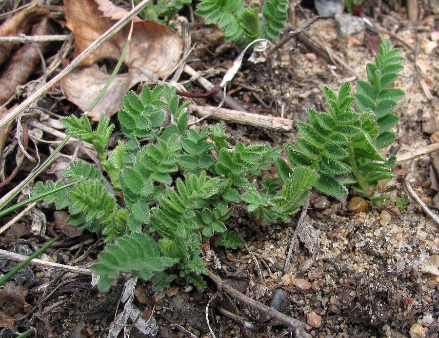 Изображение особи Astragalus danicus.