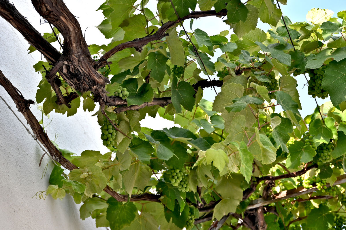 Изображение особи Vitis vinifera.