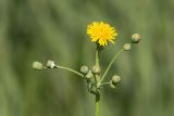 Image of taxon representative. Author is Илья Михеев