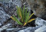 Dryopteris fragrans. Спороносящее растение. Полярный Урал, верховья р. Большой Ханмей, на курумнике. 15.08.2026.