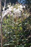 Senecio sarracenicus. Верхушка плодоносящего растения. Московская обл., Серпуховский р-н, вблизи дер. Злобино, берег пруда. 10.09.2026.