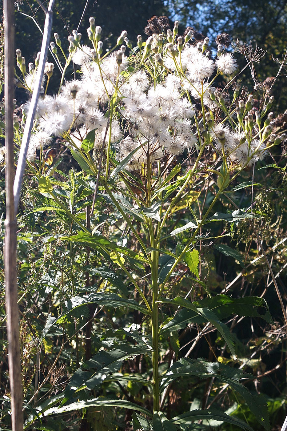 Изображение особи Senecio sarracenicus.
