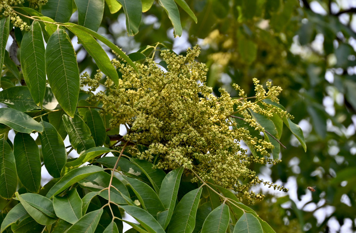 Image of Sapindus saponaria specimen.