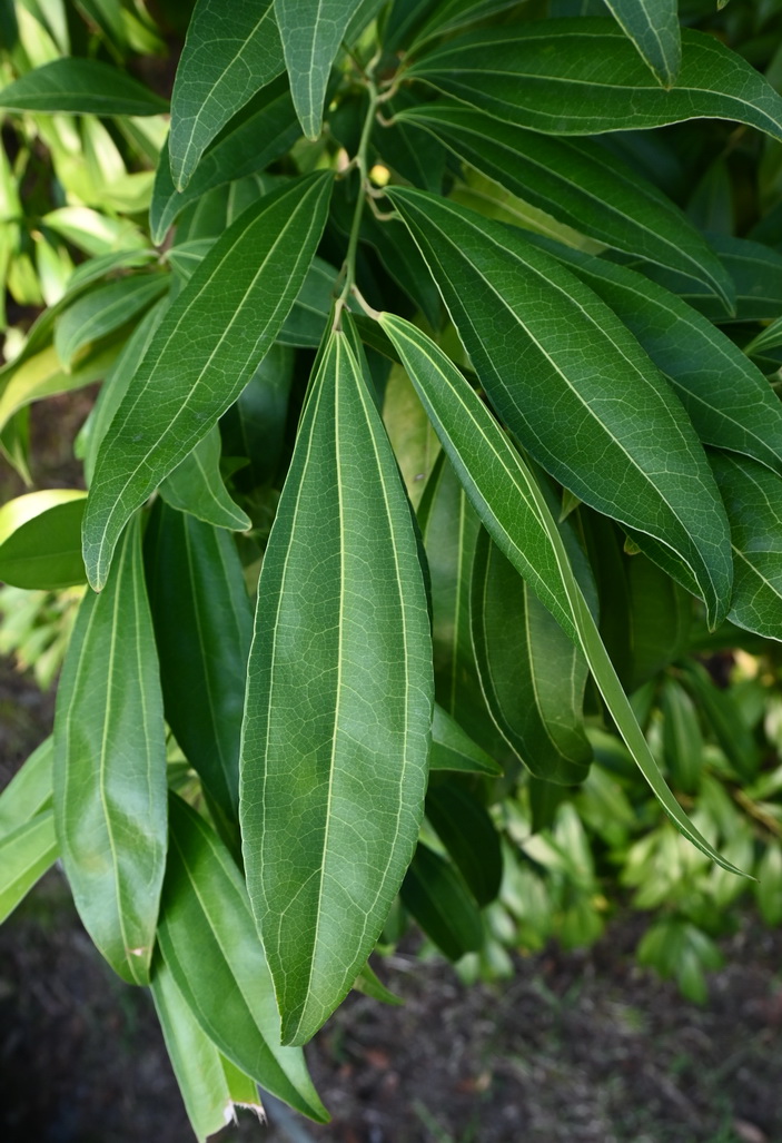 Изображение особи Cocculus laurifolius.