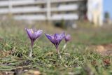 Crocus pallasii. Цветущие растения. Крым, Севастополь, окр. бухты Круглая, фрагмент нарушенной петрофитной степи. 23.10.2026.