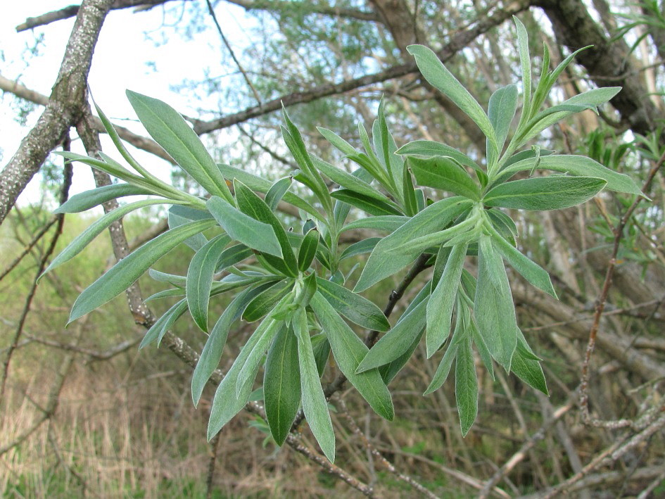 Изображение особи Salix gmelinii.