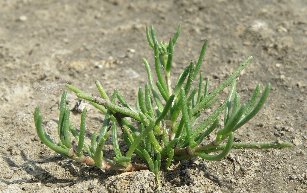 Image of Spergularia marina specimen.