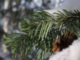 Abies sibirica. Ветвь особи подроста (вид снизу). На нижней поверхности хвоинок видны характерные для пихт пары белых полосок. Санкт-Петербург, Старый Петергоф, парк \"Сергиевка\". 22.02.2009.