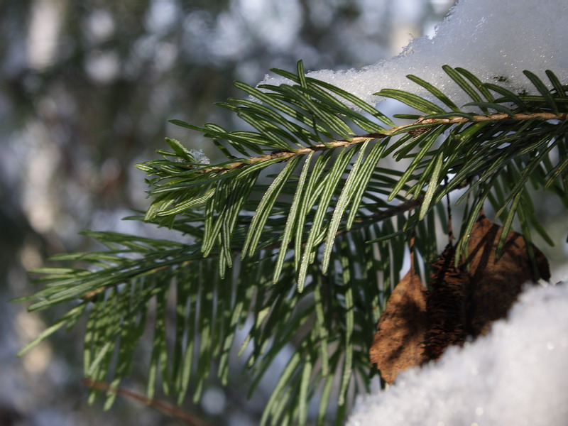 Image of Abies sibirica specimen.
